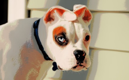 Launch of Deaf Dogs Rock