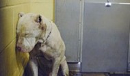 Shelter Deaf Dog Nico Was Saved