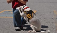 Ziggy Earned CGC Award
