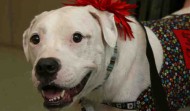 Sweet American Bulldog – Kitty –  FL