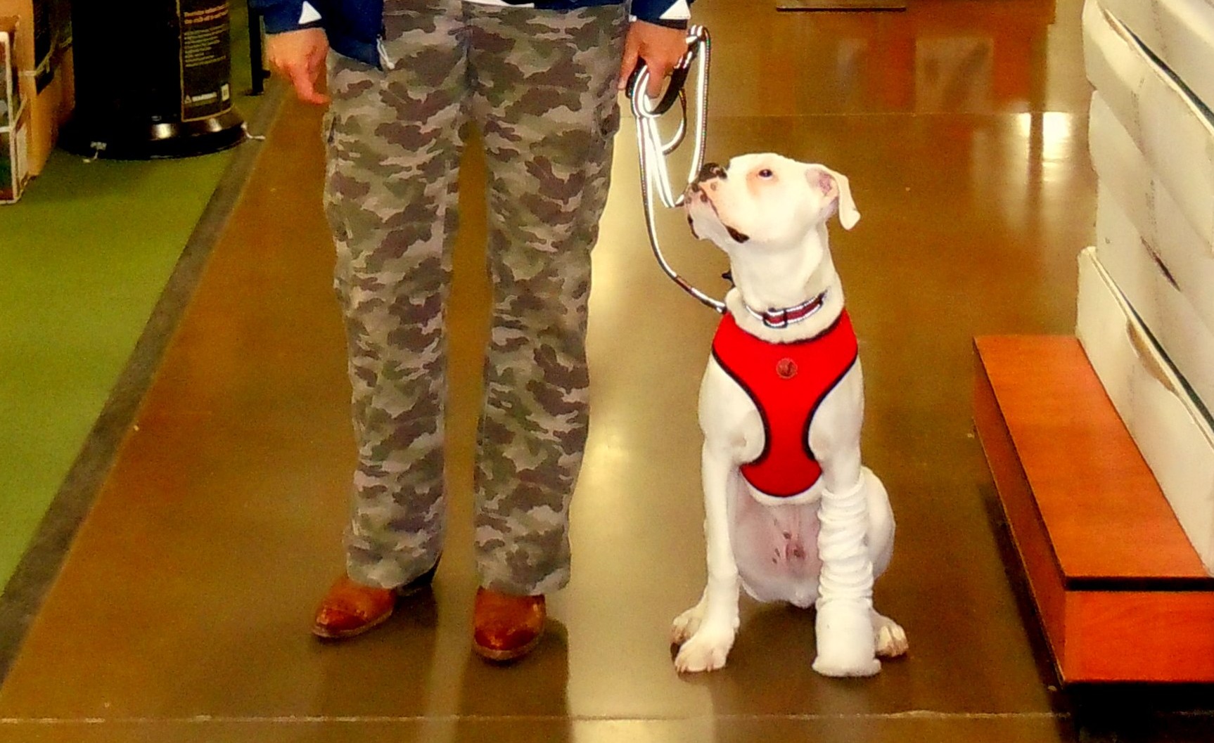 Does Your Dog Know the “Wait” Command? « Deaf Dogs Rock