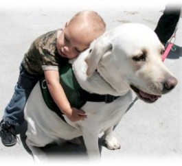 therapy dog