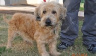 Adopt a Senior Shelter Dog – Squiggles