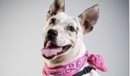 Meet Beautiful Smart Roxanne – TX