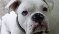 White Boxer Needs a Home – AL
