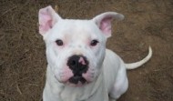 American Bulldog Bowie – Kennesaw GA