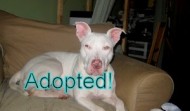 Meet Sally-MD – ADOPTED
