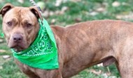 Meet Salvadore – URGENT – High Kill AC in IL