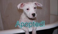 Meet Sweet Pea – Adopted!