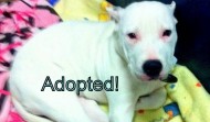 Dogo Argentino – Fort Worth TX – ADOPTED!