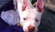 Meet Piglet – San Francisco, CA