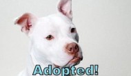 ADOPTED – Meet Tommy – Nebraska