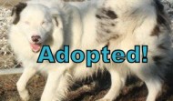 Meet Weston – ADOPTED!
