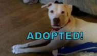 Meet Annie – ADOPTED!