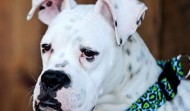 Meet Moose – Raleigh NC