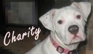 Meet Charity – Mason Michigan