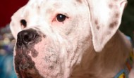 Meet Merlin – Atlanta GA