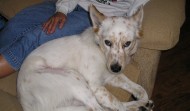Meet Micah – Rescue – Foster – FL