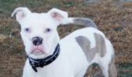 Meet Petey – Sioux Falls SD