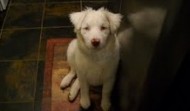 Aussie Puppy- Meet sweet Crackers – TX