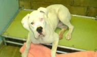 Meet Harley – Kern CA