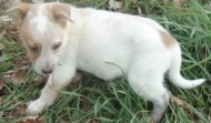 Aussie Puppy – Ohio