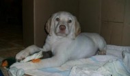 Meet Reb – Lab Puppy – MS