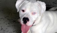 Meet Thor – CA