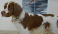 Meet Bo – Brittany Spaniel – Erie PA