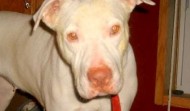 Meet Lacy Loo – IA
