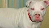 Meet Bingo – Eugene OR