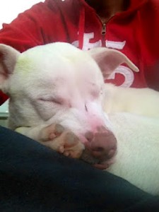 doug 1