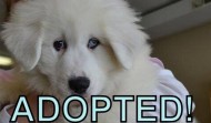 Meet Ava – Minn MN – ADOPTED