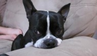 Meet Maxie – Boston Terrier Rescue of NC