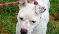 Meet Petunia – Franklin TN