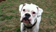 Meet Alfie – Austin TX