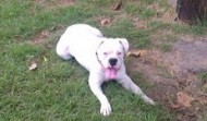 2 Year Old White Deaf Boxer – Houston TX
