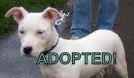 Meet Chloe – Buffalo NY – ADOPTED