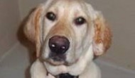 8-10 Month Old Lab Puppy – Needs Home – SC