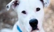Meet Mozart – NY