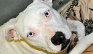 Cincinnati Pit Bull Ban Repealed.