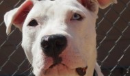 Meet Blanca – Philly PA