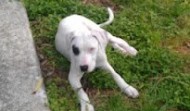Meet Chance – Houston, TX