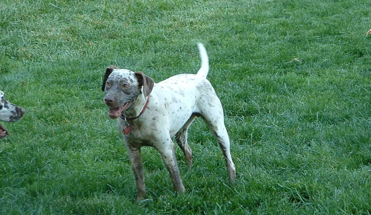 Maggie Earned CGC and TDI – Deaf Dogs Rock