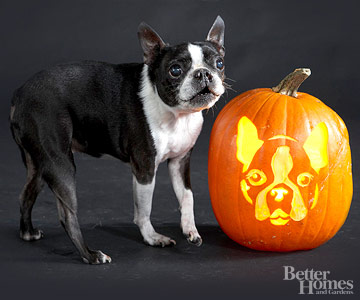 Bulldog Pumpkin Carving