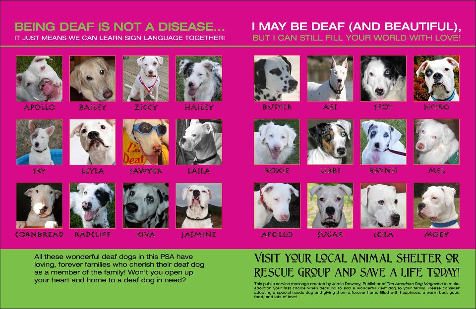 adopt-a-deaf-dog-psa-poster-deaf-dogs-rock
