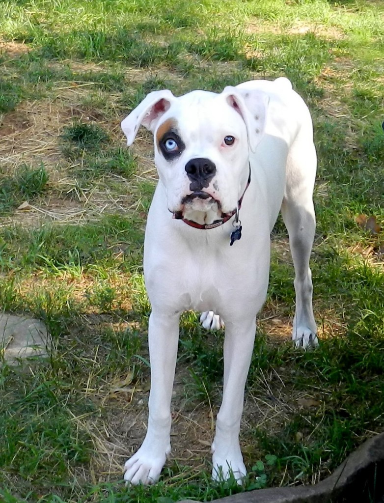 Teach Your Deaf Dog the “Watch Me” Cue – Deaf Dogs Rock