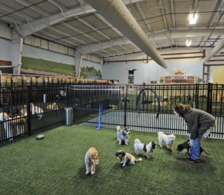 Indoor Dog Parks - Deaf Dogs Rock
