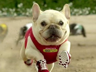 Bobs for dogs top commercial