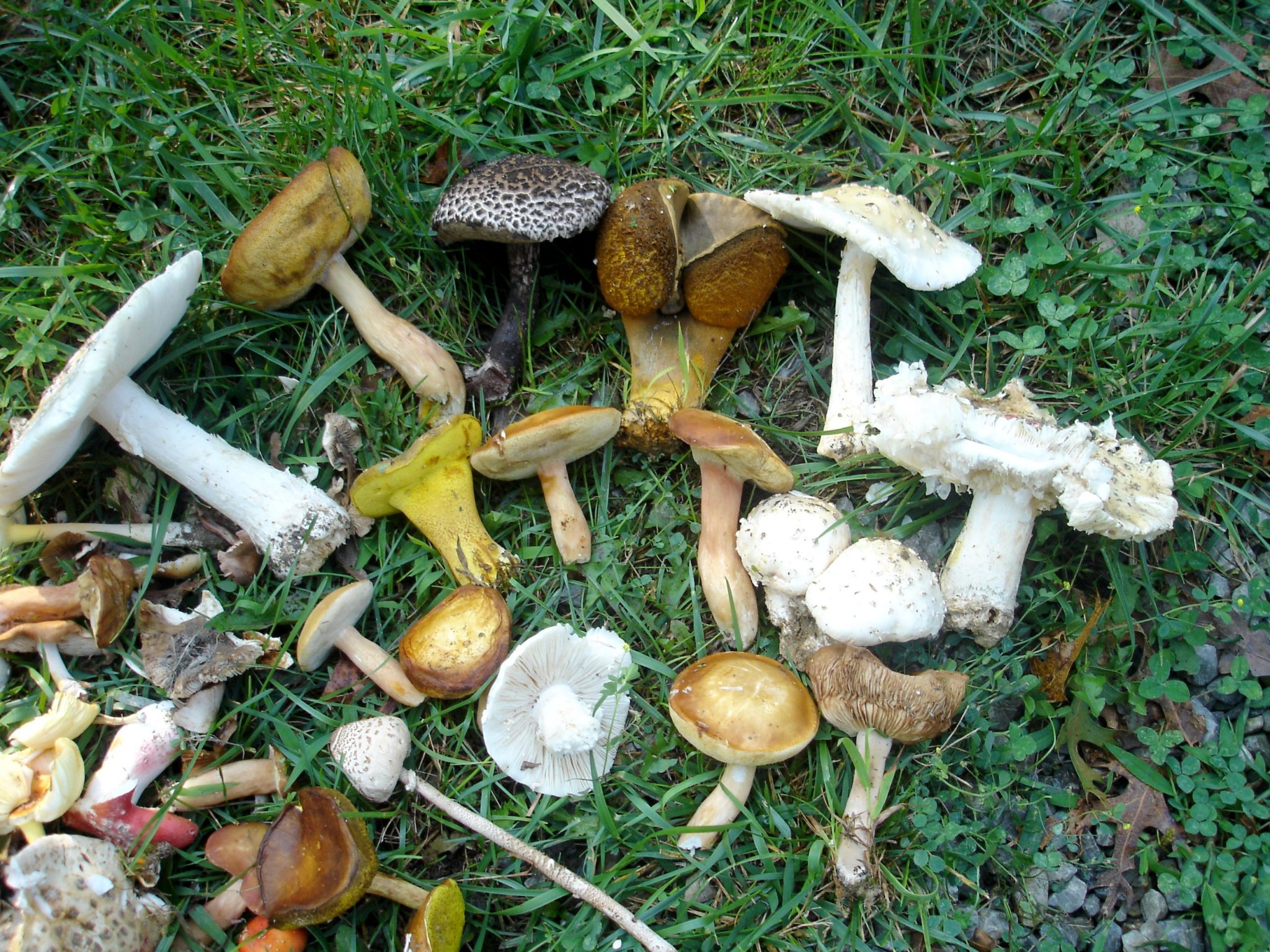 are lawn mushrooms dangerous for dogs